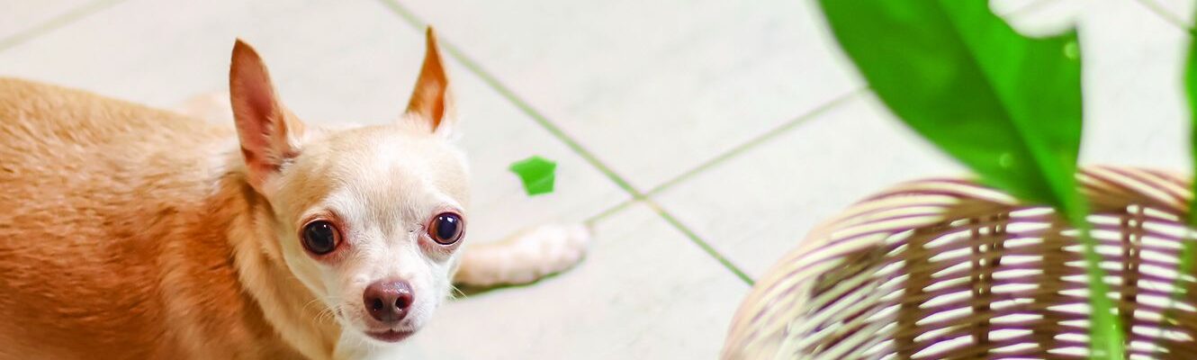 Protect Your New Pet from Common Household Poisons